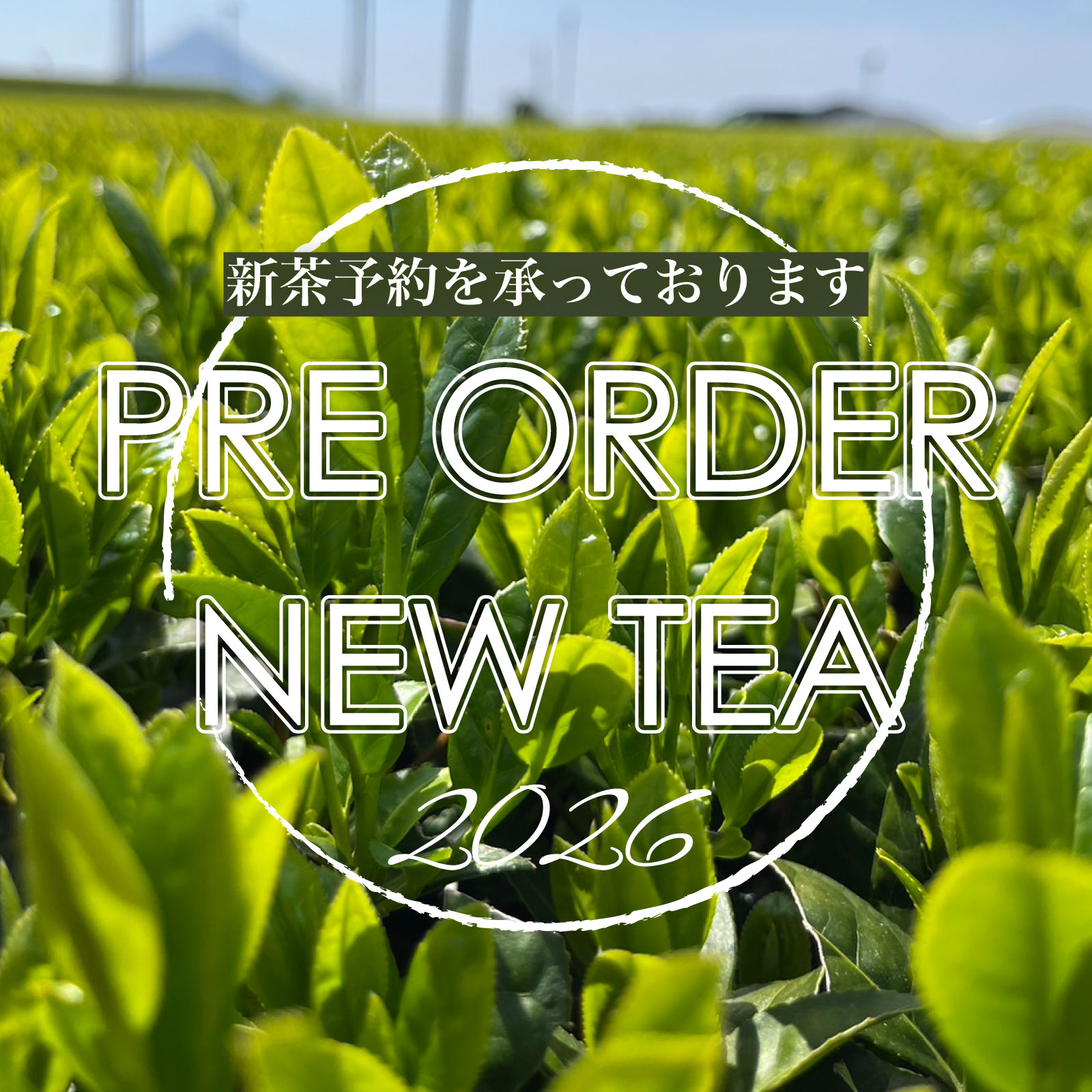 【2026新茶予約】鹿児島県産 煎茶 美南緑 (みなみ) 100g リーフティー(GW頃発送予定)